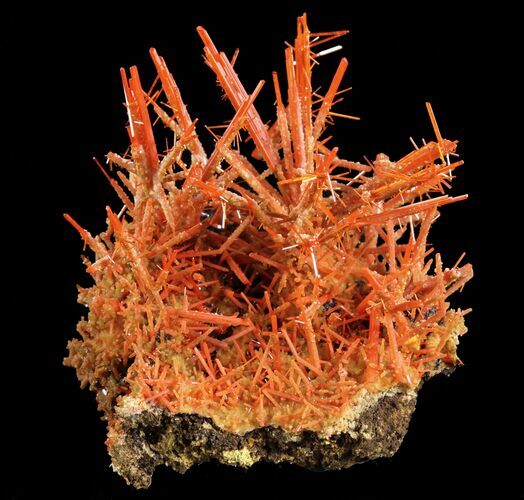Bright Orange Crocoite Crystals - Tasmania #64363